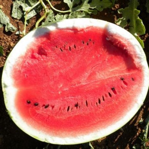 Citrullus lanatus 'Ultravarajane' - Harilik arbuus 'Ultravarajane'